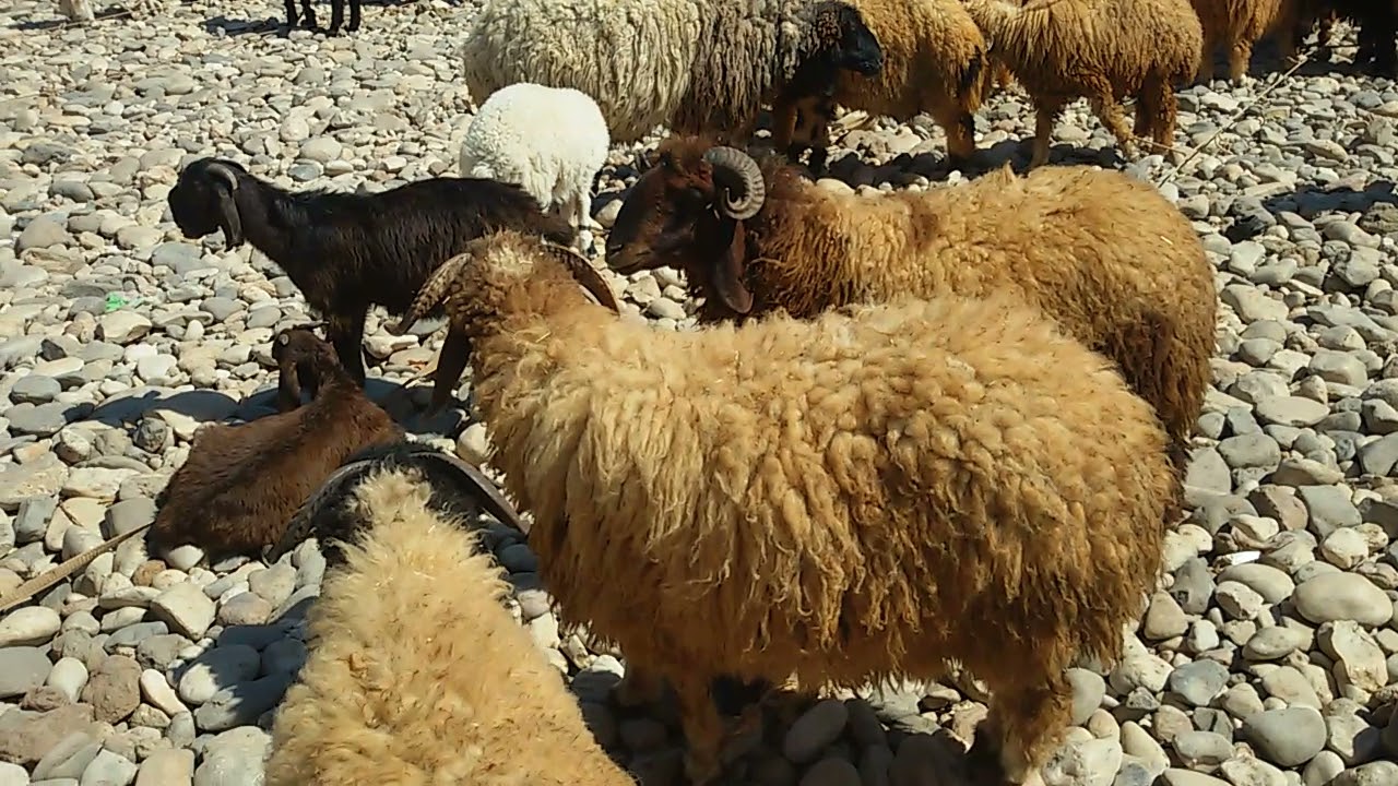 High prices of feed and drought | Animal farming in NE Syria is hard hit •  The Syrian Observatory For Human Rights