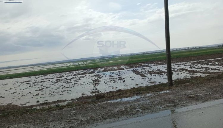 أضرار بالمحاصيل الزراعية بسبب هطول الأمطار وسيلان الأودية في بلدة حوائج ذياب بريف دير الزور الغربي4